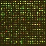 DNA microarray